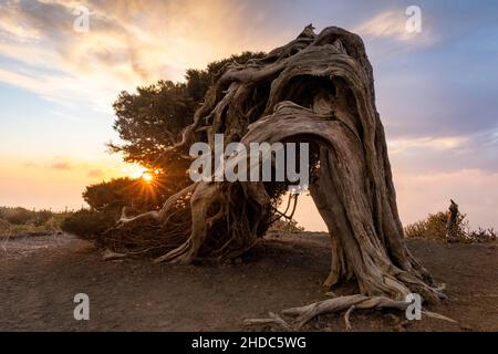 Wacholderbaum, bei Sonnenuntergang, El Sabinar, El Hierro, Kanarische Inseln, Spanien, Europa Stockfoto