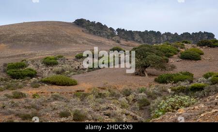 Wacholderbäume bei Sonnenuntergang, El Sabinar, El Hierro, Kanarische Inseln, Spanien, Europa Stockfoto