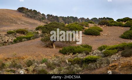 Wacholderbäume bei Sonnenuntergang, El Sabinar, El Hierro, Kanarische Inseln, Spanien, Europa Stockfoto