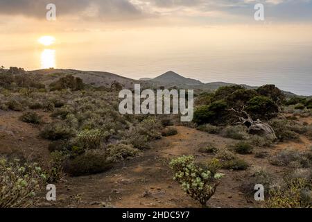 Wacholderbäume bei Sonnenuntergang, El Sabinar, El Hierro, Kanarische Inseln, Spanien, Europa Stockfoto