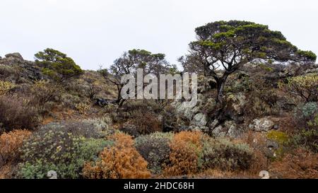 Phönizischer Wacholder (Juniperus phoenicea), Wacholderbaum, El Sabinar, El Hierro, Kanarische Inseln, Spanien, Europa Stockfoto