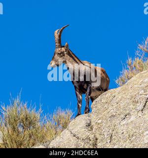 Der Iberische Steinbock, Capra pyrenaica in den Gredos-Bergen bei Navacepeda, Kastilien Leon Spanien. Spanische Wildziege oder iberische Wildziege ist eine Art von Stockfoto