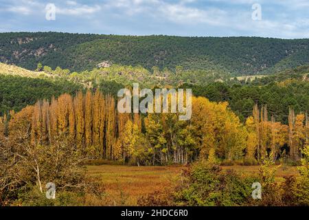 Herbstliche Weide, die im Naturpark der Serrania de Cuenca angebaut wird. Canamares. Castilla la Mancha. Spanien Stockfoto