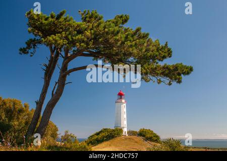 Leuchtturm auf der Insel Hiddensee, Kiefern, Hiddensee, Mecklenburg-Vorpommern, Deutschland, Europa Stockfoto