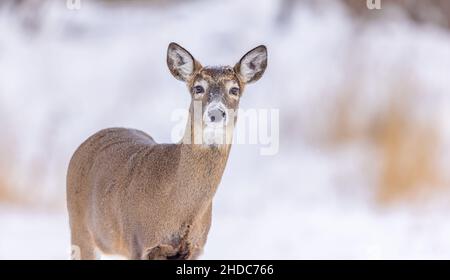 Buck Fawn im verschneiten Norden. Stockfoto