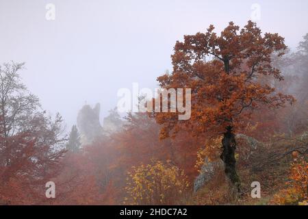 Ruine gebrochener Gutenstein im Nebel, Fels, Mischwald in Herbstfarbe, Ahorn (Acer), Inzigkofen, Gutenstein, Naturpark Obere Donau Stockfoto