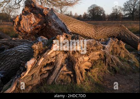 Großer gefallener Baum, der dem Verfall überlassen wurde Stockfoto