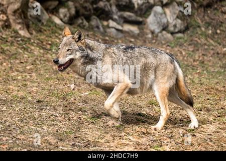 Italienischer Wolf (canis lupus italicus) im Wildlife Centre 'Uomini e lupi' von Entracque, Maritime Alps Park (Piemont, Italien). Stockfoto