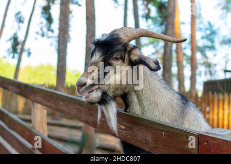 Nahaufnahme mit Ziegengesicht. Eine lustige Ziege schaut hinter einem Holzzaun hervor. Der Kopf einer braunen Ziege wird über den Zaun gezogen. Stockfoto