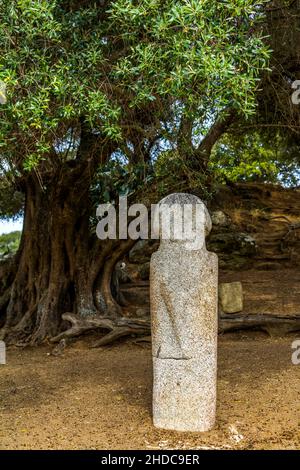 Menhir-Statuen in der Ebene vor einem 1200 Jahre alten Olivenbaum, archäologische Stätte von Filitosa, Korsika, Filitosa, Korsika, Frankreich, Europa Stockfoto