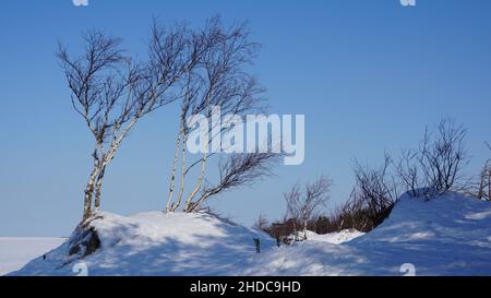 Große geknüpfte Birke vor dem Hintergrund einer Winterlandschaft. Weidenbüsche in der Ferne. Stockfoto