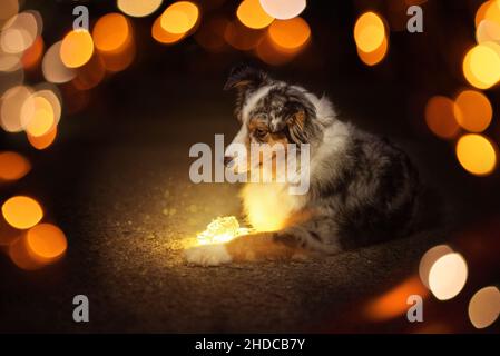 Australian Shepherd Umgeben von Abendbeleuchtung hat der Hund eine Lampe vor sich. Schwarzer Hintergrund, der Hund liegt auf dem Boden Stockfoto