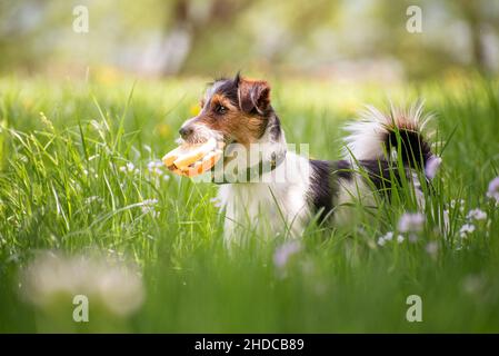 Russell Terrier Porträt in hohem grünen Gras mit seinem Spielzeugburger im Mund. Der Hund hat weiße, braune und schwarze Flecken im Gesicht. Der Hund hat Whit Stockfoto