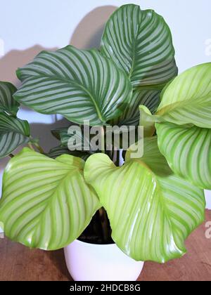 Nahaufnahme von Calathea orbifolia (Gebetspflanze), isoliert auf einer weißen Wand, in einem weißen Topf auf einem braunen Holztisch. Stockfoto