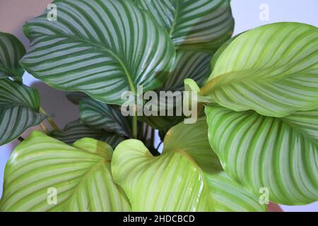 Nahaufnahme von Calathea orbifolia (Gebetspflanze), isoliert auf einer weißen Wand. Stockfoto