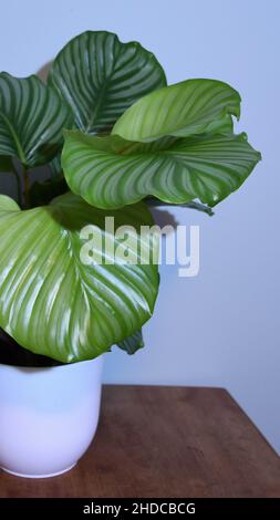 Nahaufnahme von Calathea orbifolia (Gebetspflanze), isoliert auf einer weißen Wand, in einem weißen Topf auf einem braunen Holztisch. Stockfoto