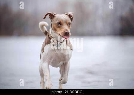 Der glatzhaarige Fox Terrier läuft im Winter stolz am weißen gefrorenen See entlang. Der reinrassige Hund hat ein hellbraunes Gesicht, ragt etwas aus seiner Zunge, Stockfoto