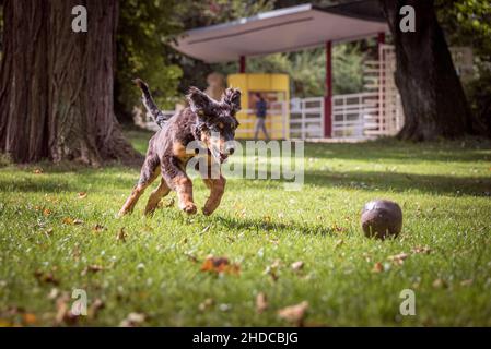 Hovawart auf der grünen Wiese mit fliegenden Ohren spielt mit seinem Ball. Junger Hund mit dunkelbraunem flauschigen Fell mit hellbraunen Flecken und langem Schwanz. Hochformat Stockfoto