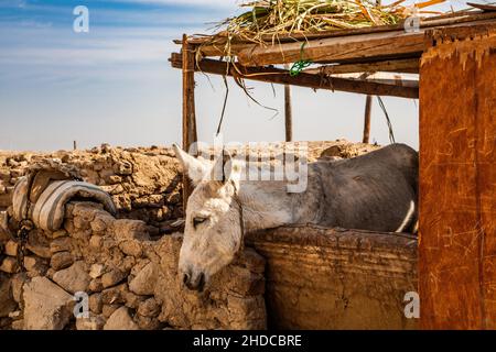 Eselsstall, Dorfleben in Al Qurnah, Luxor, Theben, Ägypten, Luxor, Theben, Ägypten, Afrika Stockfoto