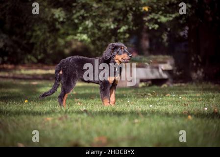 Hovawart im grünen Feld. Junger Hund mit dunkelbraunem flauschigen Fell mit hellbraunen Flecken und langem Schwanz. Portrait Hund Stockfoto