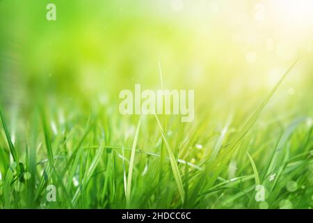 Grünes Gras natürlicher Hintergrund, Frühling, selektiver Fokus. Stockfoto
