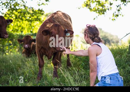 Junge Bäuerin mit Kühen draußen im Sommer auf dem New England Bauernhof Stockfoto