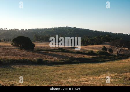 Bäume in Hügeln mit gesäumtem Gras kaufen die Sonne in einem kühlen Sommermorgen Stockfoto