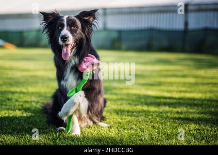 Schwarz-weißer Border Collie macht ein Kunstwerk, das sich hinsetzt, indem er eine Blume in einer Pfote hält. Der Hund setzt sich hin und streckt seine rote Zunge aus. Der Hund Stockfoto