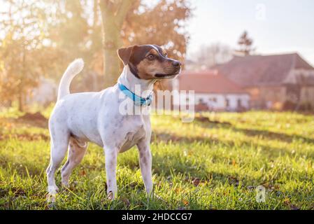 Jack russel Terrier steht auf der Wiese. Der weiße Hund hat ein dreifarbiger Gesichtsausdruck, hellbraun schwarz und weiß. Ein Ohr ist eingeklappt. Nahaufnahme im Hochformat Stockfoto