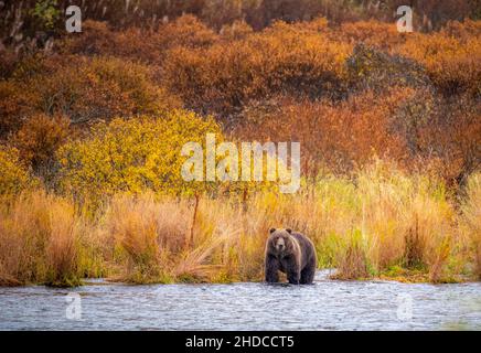 Kodiak Grizzly in Herbstfarben in Kodiak Stockfoto