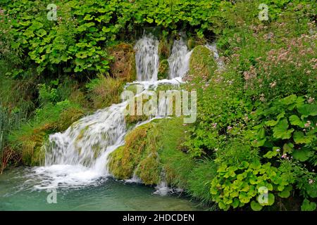 Kaskade eines Wasserfalls im Nationalpark Plitvicer Seen/Nacionalni Park Plitvicer Seen oder Plitvice, Kroatien Stockfoto