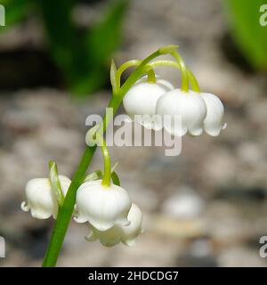 Convallaria majalis, Maigloeckchen im Frühling, Nahaufnahme Stockfoto