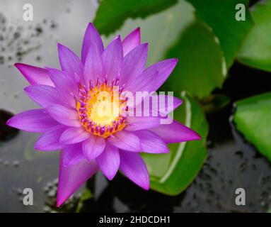 Nahaufnahme einer lila Stern-Seerose/Nymphaea nouchali Stockfoto