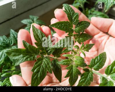 Die Hände der Frau halten gekeizte Tomatensprossen, die zu Hause auf dem Fensterbrett angebaut werden Stockfoto