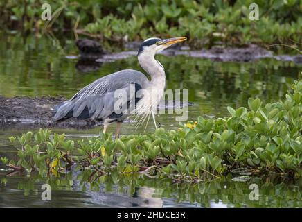 Graureiher, Ardea cinerea / Grey Heron, Ardea cinerea Stockfoto