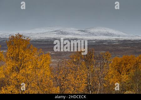 Herbst im Dovrefjell-Nationalpark / Herbst im Dovrefjell Nationalpark Stockfoto