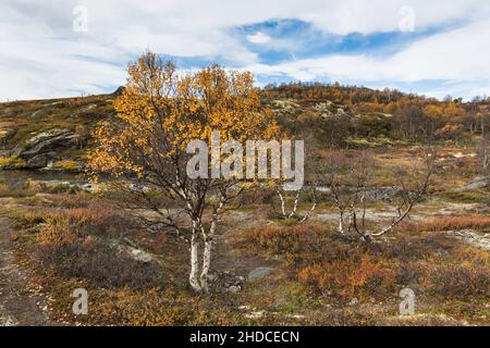 Herbstbirke im Dovrefjell-Nationalpark, Betula sp. / Herbstliche Birke im Dovrefjell Nationalpark, Betula sp. Stockfoto