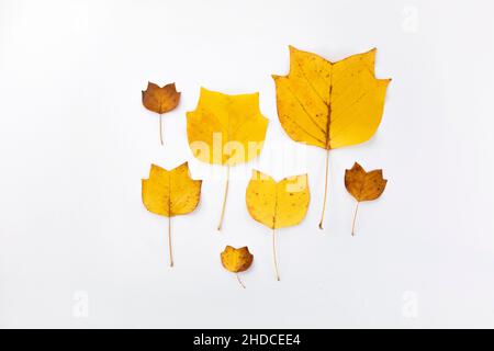 Goldene Ahorn Herbstblätter auf weißem Hintergrund. Flach liegend, Draufsicht minimal neutral geblümt. Elegante Dekoration der Saison. Stockfoto