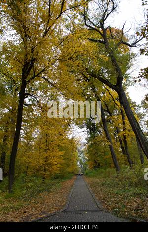 Bäume mit gelben Blättern in einem Park an einem Herbsttag Stockfoto