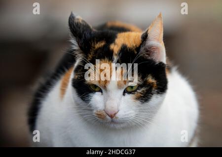 Nahaufnahme der schönen Katze mit unscharfem Hintergrund Stockfoto