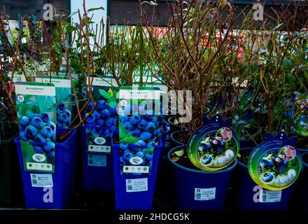 Heidelbeerpflanzen verschiedener Art zum Verkauf in einem Gartencenter für die Pflanzung in heimischen Gärten Stockfoto