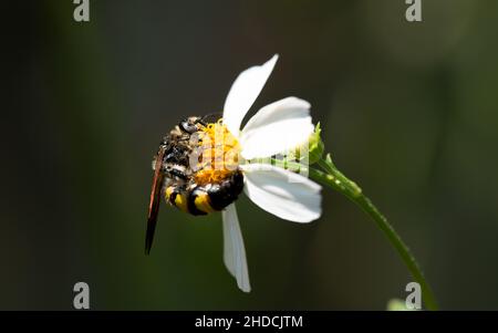 Eine Makroaufnahme, Ganzkörperansicht einer Skoliid-Wespe, die sich auf dem Nektar einer einzelnen weißen und gelben Bidens alba Florida-Wildblume ernährt. Stockfoto