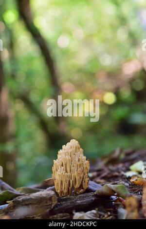 Ramaria aurea ist ein Korallenpilz aus der Familie der Gomphaceae. Nationalpark Lobau Donauauen Stockfoto