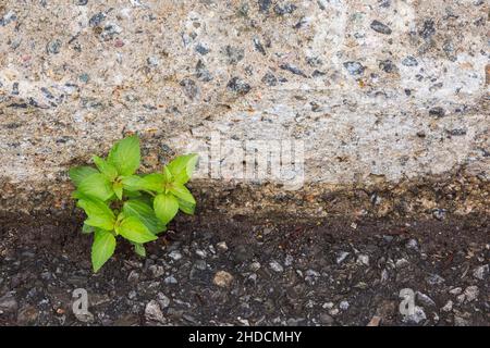 Grüne Pflanze wächst in Risse zwischen Zement Bürgersteig Bordsteinkante und Asphalt Parkplatz. Stockfoto