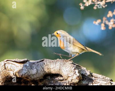 Europäischer Robin, in einem britischen Garten, Winter 2021 Stockfoto