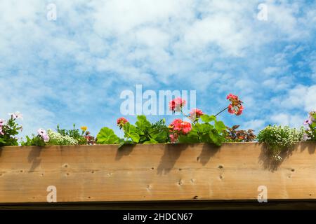 Petunien und Pelargonium - Geranien wächst im Frühsommer in einer erhöhten Holzblumenkiste. Stockfoto