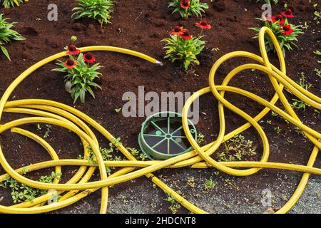 Locker gewickelte gelbe Gummi-Gartenbewässerungsschlauch im Bett aus roten Echinacea - Kegelblumen. Stockfoto