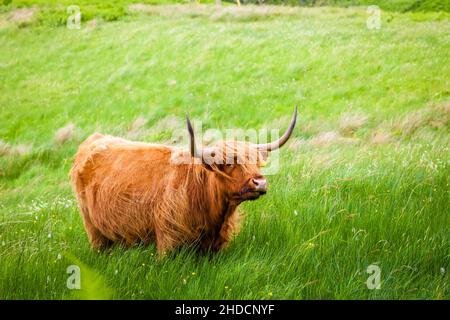 Schottland, Highlands Rinde, Kyloe, (Bos taurus), Haus, Vieh, Schottland, Schottisches Hochland, Rinde (Bos taurus), Hausrind, Stockfoto