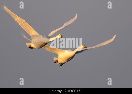 Singschwan (Cygnus Cygnus) Rastvogel, Schwan, Singschwan, Tier, Voegel, Vogel, Singschwan, Winter, Zugvogel Stockfoto