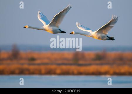 Singschwan (Cygnus Cygnus) Rastvogel, Schwan, Singschwan, Tier, Voegel, Vogel, Singschwan, Winter, Zugvogel Stockfoto